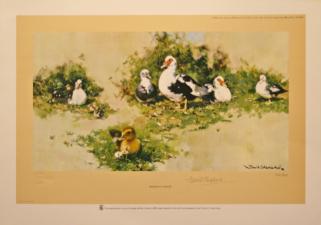 'Muscovy Ducks' 1983